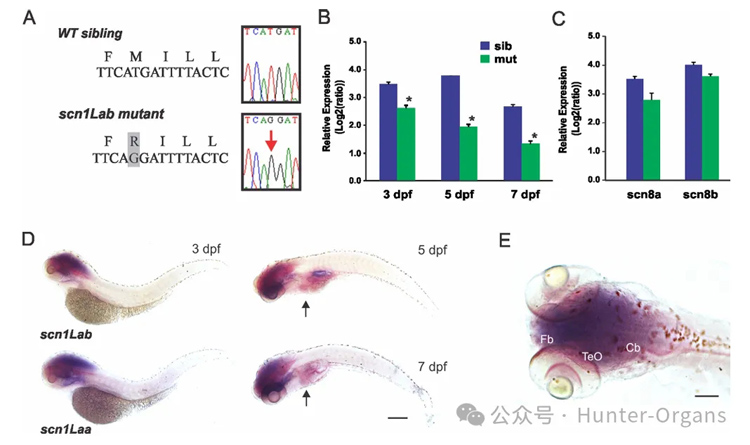 1772246145924513.jpg 7.jpg