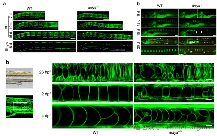 1772246156183919.jpg 4.jpg