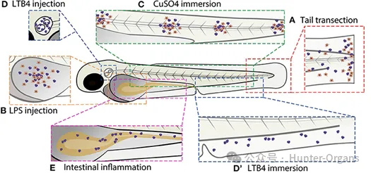 世界淋巴水肿日丨斑马鱼，连接淋巴/血管生成发育机制、疾病研究与药物筛选的重要平台